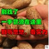 地摊模式火爆产品【千眼菩提子】批发