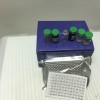 СPѡغ⣬sP-selectin ELISA KIT